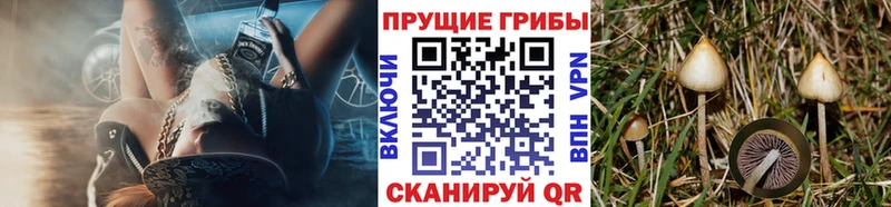 Галлюциногенные грибы GOLDEN TEACHER  что такое   Великие Луки 